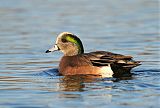 American Wigeon